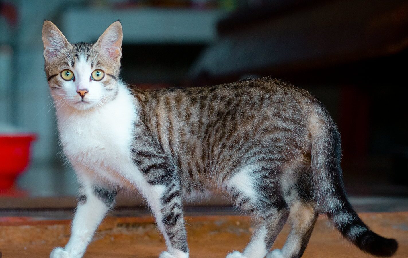 Hochwertiges Katzenfutter: Was es wirklich bringt