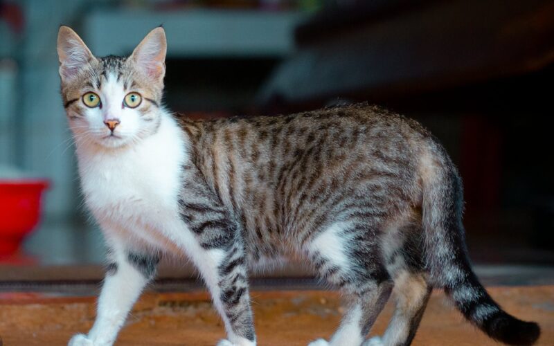 Hochwertiges Katzenfutter: Was es wirklich bringt