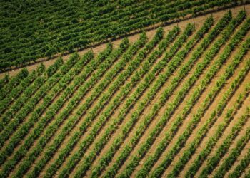 Weinanbau weltweit: Zahlen, Regionen und Trends