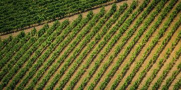 Weinanbau weltweit: Zahlen, Regionen und Trends