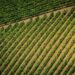 Weinanbau weltweit: Zahlen, Regionen und Trends