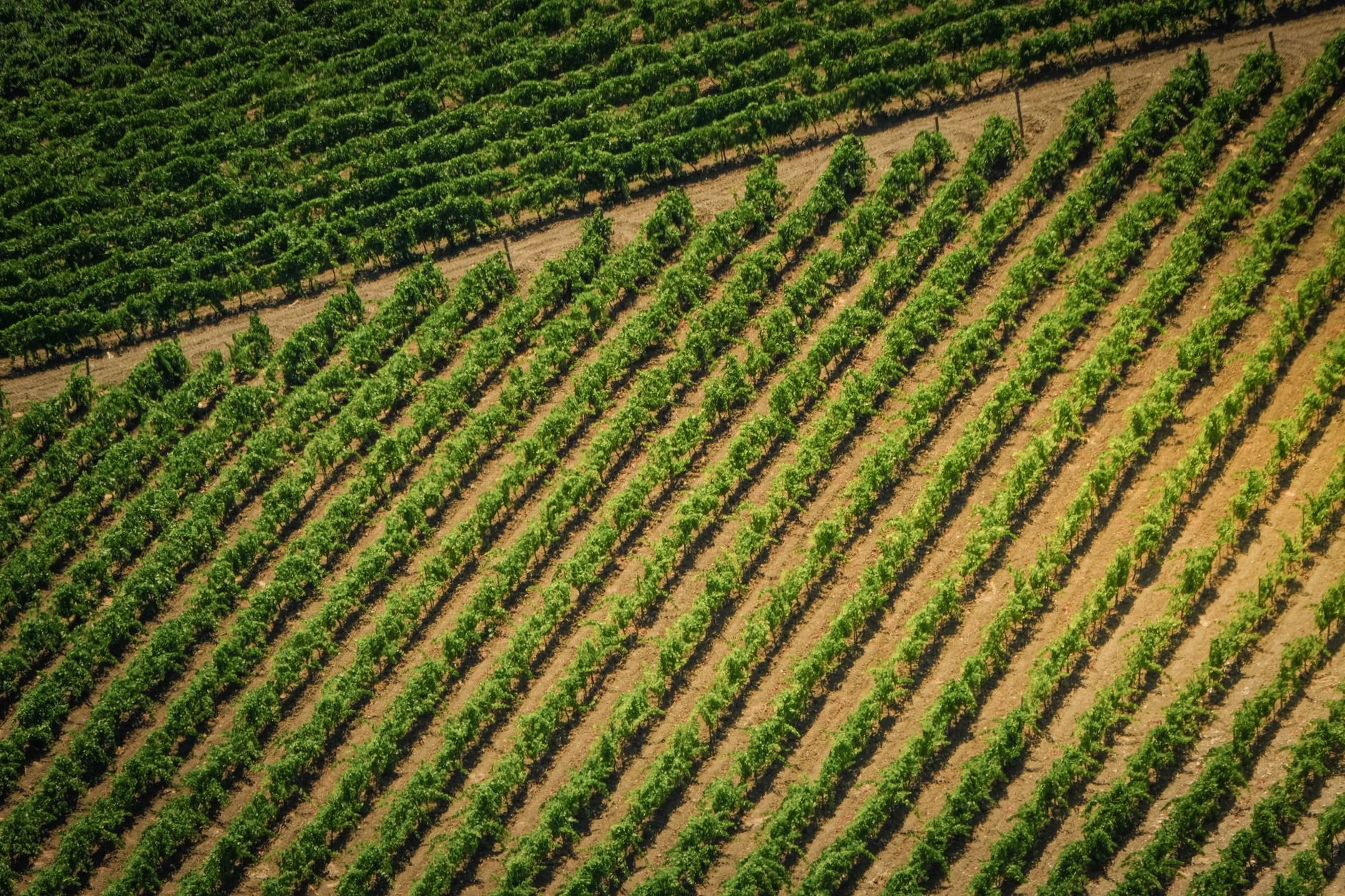 Weinanbau weltweit: Zahlen, Regionen und Trends